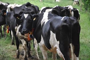 Fertilité vaches laitières holstein