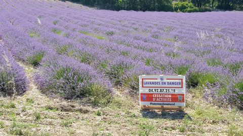 Les producteurs d’huile essentielle de lavande se sentent menacés Les producteurs d’huile essentielle de lavande se sentent menacés