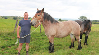 Le retour en grâce du cheval de trait Le retour en grâce du cheval de trait