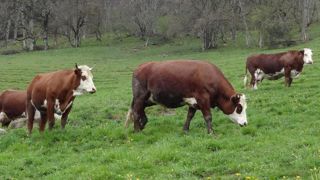 Beau fixe pour le lait IGP et l’AOP Reblochon Beau fixe pour le lait IGP et l’AOP Reblochon