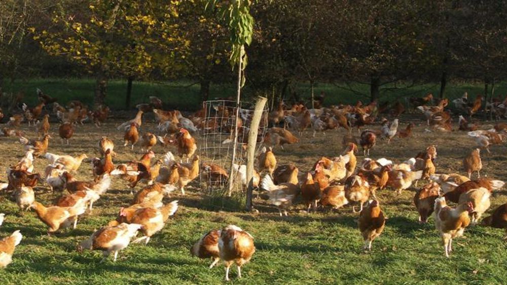 Pionniers du bien-être animal