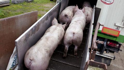 Porc Un marché mondial sino-dépendant Porc Un marché mondial sino-dépendant