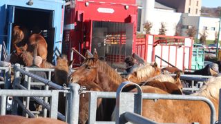 Les prix des chevaux lourds bien orientés Les prix des chevaux lourds bien orientés