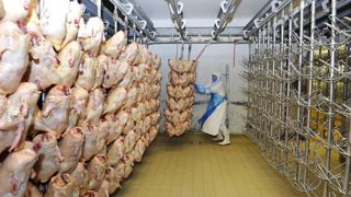 La production française de volaille devrait baisser de 10 % en 2022. La production française de volaille devrait baisser de 10 % en 2022.