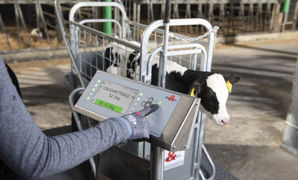 Sur le pèse-bétail Holm und Laue, un lecteur RFID reconnait automatiquement les boucles des veaux. Sur le pèse-bétail Holm und Laue, un lecteur RFID reconnait automatiquement les boucles des veaux.