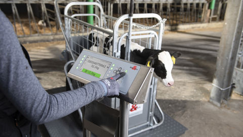 Sur le pèse-bétail Holm und Laue, un lecteur RFID reconnait automatiquement les boucles des veaux. Sur le pèse-bétail Holm und Laue, un lecteur RFID reconnait automatiquement les boucles des veaux.