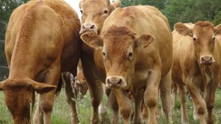 La viande de bœuf montre des qualités organoleptiques équivalentes à celles de vaches, à condition que les mâles soient jeunes et bien finis. La viande de bœuf montre des qualités organoleptiques équivalentes à celles de vaches, à condition que les mâles soient jeunes et bien finis.