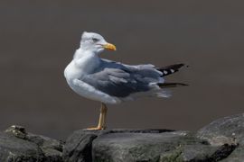 Sur le littoral, les goélands argentés ont été massivement contaminés par l'influenza aviaire hautement pathogène. Sur le littoral, les goélands argentés ont été massivement contaminés par l'influenza aviaire hautement pathogène.