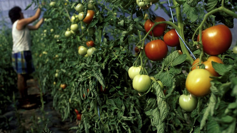 Un kit éparpilleur de paille sur moissonneuse
