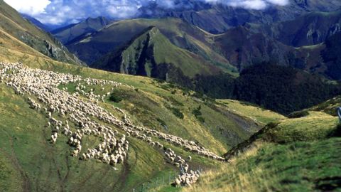 Un prix d’agneau rémunérateur Un prix d’agneau rémunérateur