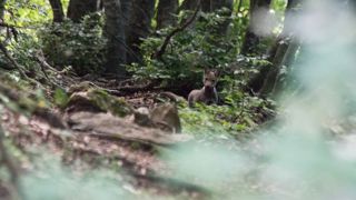 Une meute de loups reconnue en Lozère Une meute de loups reconnue en Lozère