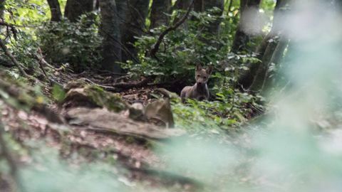 Une meute de loups reconnue en Lozère Une meute de loups reconnue en Lozère