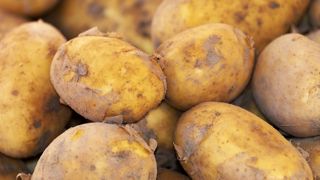 La pomme de terre revient à la maison La pomme de terre revient à la maison
