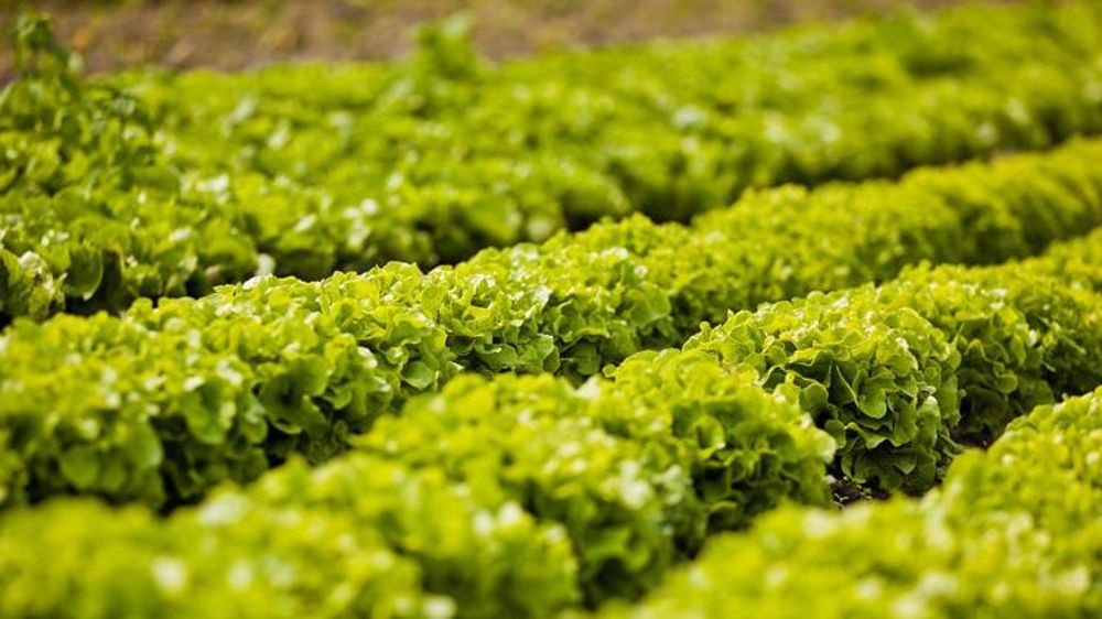 Les prix élevés ne traduisent pas un marché favorable