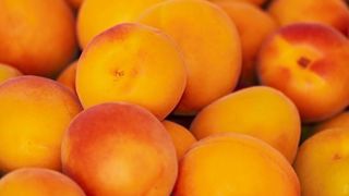 La production d’abricots doublerait sur un an La production d’abricots doublerait sur un an