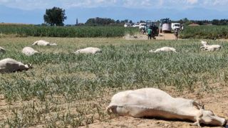 Des vaches meurent empoisonnées en Italie Des vaches meurent empoisonnées en Italie