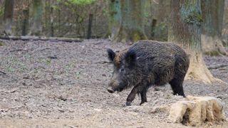 La peste porcine africaine gagne du terrain en Europe La peste porcine africaine gagne du terrain en Europe