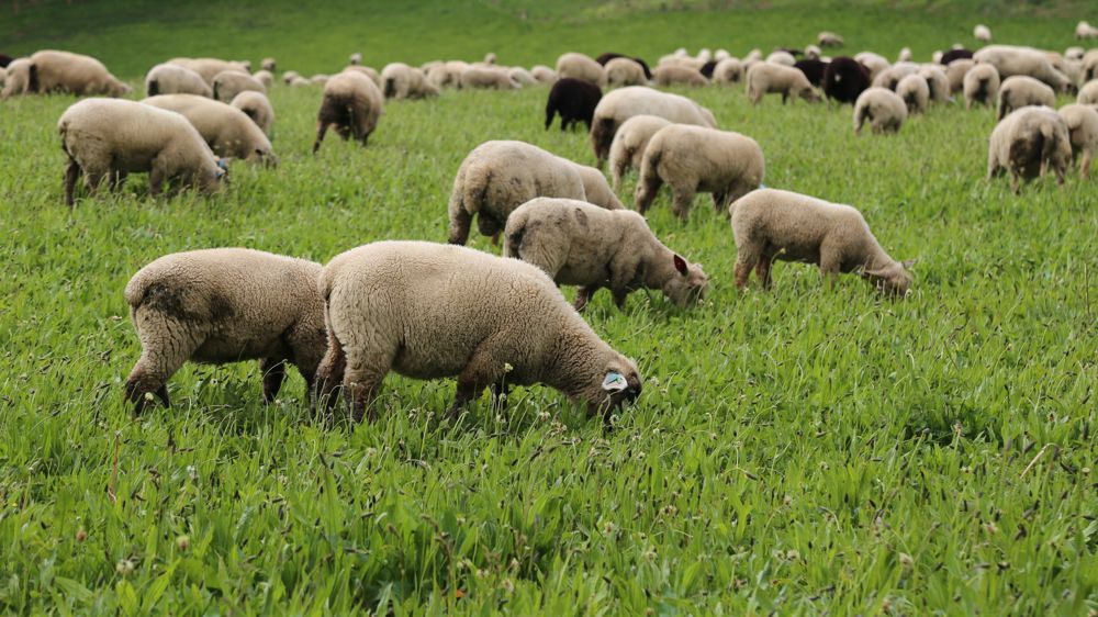 « Avec les accords de libre-échange conclus, il suffit que la Chine limite sa demande pour que les Néo-Zélandais viennent inonder  l'Europe avec leurs agneaux », craint Michèle Boudoin présidente de la FNO.