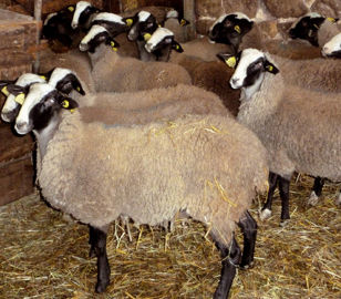 Une race rustique. Originaire du Massif central, la bizet est rustique, apte à la marche, prolifique et bonne laitière. Elle se dessaisonne facilement, ce qui lui permet de s'adapter aux exigences variables des filières. La race compte aujourd'hui 9 000 têtes.