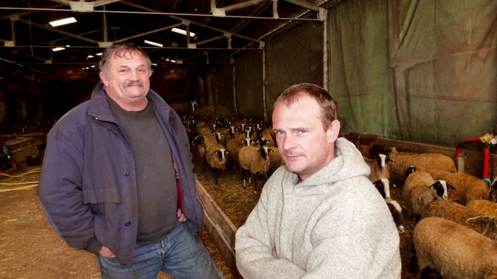 Mille brebis en autonomie alimentaire