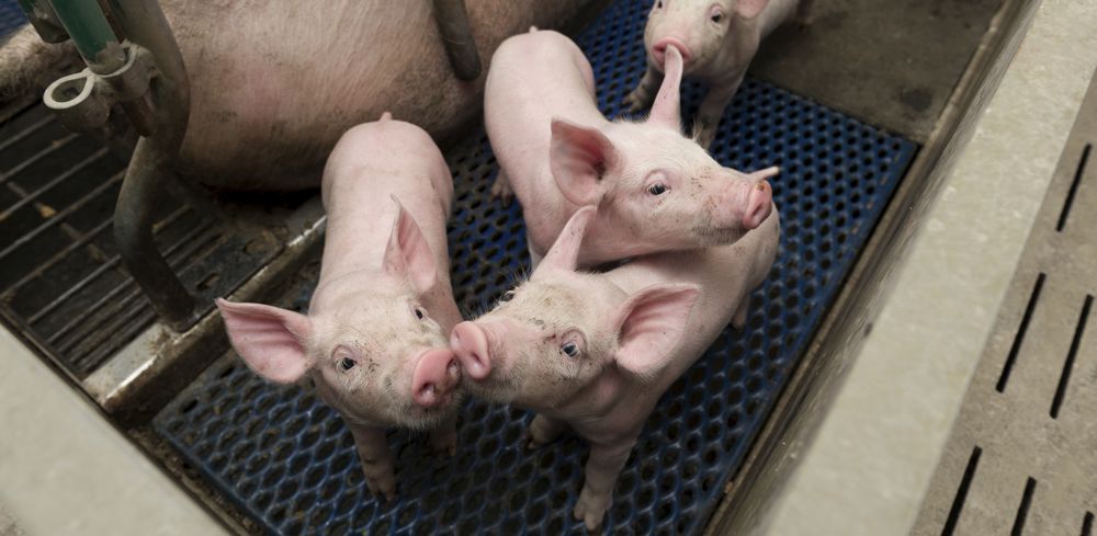 Les éleveurs porcins ayant subi des pertes d'exploitation entre le 1er septembre 2021 et le 28 février 2022 devaient demander l'aide à la MSA avant le 9 septembre 2022.