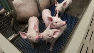 Les éleveurs porcins ayant subi des pertes d'exploitation entre le 1er septembre 2021 et le 28 février 2022 devaient demander l'aide à la MSA avant le 9 septembre 2022. Les éleveurs porcins ayant subi des pertes d'exploitation entre le 1er septembre 2021 et le 28 février 2022 devaient demander l'aide à la MSA avant le 9 septembre 2022.