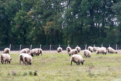 Système tout herbe. Elevées dix mois sur douze en extérieur, les brebis ne sont rentrées qu'au moment d'agneler.