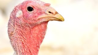 La préfecture de la Somme a confirmé la découverte d'un foyer de grippe aviaire dans un élevage de dindes. La préfecture de la Somme a confirmé la découverte d'un foyer de grippe aviaire dans un élevage de dindes.
