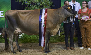 Grande championne : Jers'Hys Kalysse (Gaec Ferme Jers'Hys - Eure-et-Loir). C'est une vache en seconde lactation, bien structurée, sélectionnée pour la largeur de son système mammaire et son aisance de déplacement. Grande championne : Jers'Hys Kalysse (Gaec Ferme Jers'Hys - Eure-et-Loir). C'est une vache en seconde lactation, bien structurée, sélectionnée pour la largeur de son système mammaire et son aisance de déplacement.