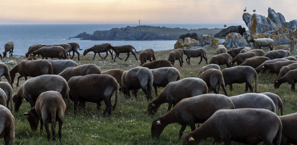 Émilie Sage entreprend une transhumance estivale avec ses brebis solognotes sur la  côte sauvage de l’île d’Yeu.