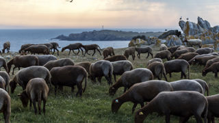 Émilie Sage entreprend une transhumance estivale avec ses brebis solognotes sur la côte sauvage de l’île d’Yeu. Émilie Sage entreprend une transhumance estivale avec ses brebis solognotes sur la côte sauvage de l’île d’Yeu.