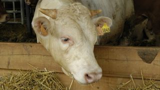 La cargaison de taurillons refusée par l'Algérie sera abattue dans l'Aveyron. La cargaison de taurillons refusée par l'Algérie sera abattue dans l'Aveyron.