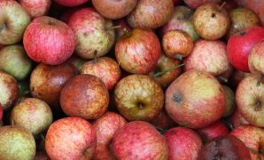 Les rendements de la récolte de pommes à cidre en 2022 devraient être pénalisés par la sécheresse et la canicule estivales, selon l'Unicid. Mais la qualité est au rendez-vous. Les rendements de la récolte de pommes à cidre en 2022 devraient être pénalisés par la sécheresse et la canicule estivales, selon l'Unicid. Mais la qualité est au rendez-vous.
