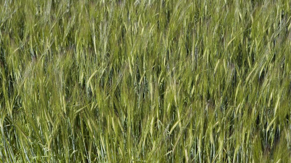 La variété Majuscule est la première orge fourragère "deux rangs" tolérante à la fois à la JNO et à la mosaïque Y2