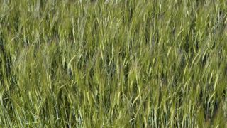 La variété Majuscule est la première orge fourragère "deux rangs" tolérante à la fois à la JNO et à la mosaïque Y2 La variété Majuscule est la première orge fourragère "deux rangs" tolérante à la fois à la JNO et à la mosaïque Y2