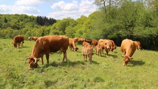 De l’herbe de qualité pour plus d’autonomie pour les bovins à viande. De l’herbe de qualité pour plus d’autonomie pour les bovins à viande.