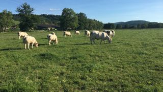 La mise en place du paturage tournant sur 5 paddocks permet d économiser des concentrés tout en conservant de bonnes croissances. La mise en place du paturage tournant sur 5 paddocks permet d économiser des concentrés tout en conservant de bonnes croissances.