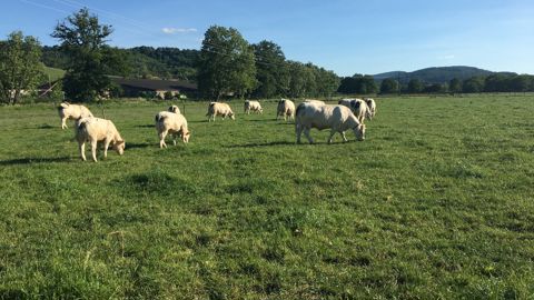 La mise en place du paturage tournant sur 5 paddocks permet d économiser des concentrés tout en conservant de bonnes croissances. La mise en place du paturage tournant sur 5 paddocks permet d économiser des concentrés tout en conservant de bonnes croissances.