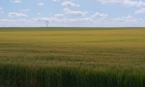 Production,séchage, transports, conservation... « la filière céréalière a d’ores et déjà des difficultés face aux hausses des prix de l’énergie », considère Intercéréales, qui s'inquiète des renégociations de contrats. Production,séchage, transports, conservation... « la filière céréalière a d’ores et déjà des difficultés face aux hausses des prix de l’énergie », considère Intercéréales, qui s'inquiète des renégociations de contrats.