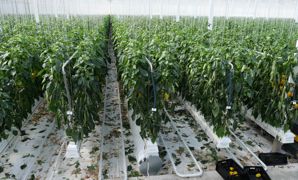 Un plan de souveraineté est en cours d'élaboration pour la filière fruits et légumes. Il devrait être lancé au début de 2023. Un plan de souveraineté est en cours d'élaboration pour la filière fruits et légumes. Il devrait être lancé au début de 2023.