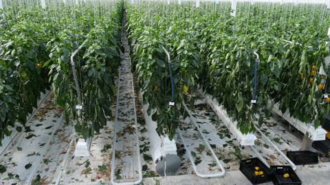 Un plan de souveraineté est en cours d'élaboration pour la filière fruits et légumes. Il devrait être lancé au début de 2023. Un plan de souveraineté est en cours d'élaboration pour la filière fruits et légumes. Il devrait être lancé au début de 2023.