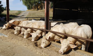 Pour la Coordination rurale, la proposition de Culture Viande d'intégrer la production bovine n'est qu'une « stratégie pour prendre le contrôle sur les prix payés aux éleveurs ». Pour la Coordination rurale, la proposition de Culture Viande d'intégrer la production bovine n'est qu'une « stratégie pour prendre le contrôle sur les prix payés aux éleveurs ».