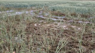 Les grandes cultures représentent 77 % des surfaces impactées par les chutes de grêle du printemps 2022. Les grandes cultures représentent 77 % des surfaces impactées par les chutes de grêle du printemps 2022.