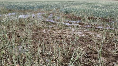 Les grandes cultures représentent 77 % des surfaces impactées par les chutes de grêle du printemps 2022. Les grandes cultures représentent 77 % des surfaces impactées par les chutes de grêle du printemps 2022.