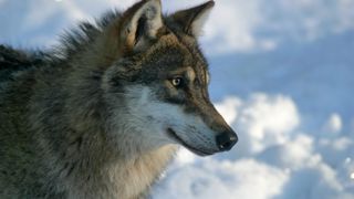 La France soutient l'intérêt d'un réexamen du classement du loup dans la directive Habitats. Une idée rejetée par le commissaire européen à l'Environnement. La France soutient l'intérêt d'un réexamen du classement du loup dans la directive Habitats. Une idée rejetée par le commissaire européen à l'Environnement.