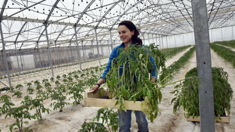 Le moindre recours au chauffage dans les serres, du fait du coût de l'énergie, se traduit par une baisse de la production de tomates. Le moindre recours au chauffage dans les serres, du fait du coût de l'énergie, se traduit par une baisse de la production de tomates.