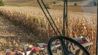 Les conditions de cultures ont diminué durant la semaine du 20 au 26 septembre, de 43 à 41 %. Les conditions de cultures ont diminué durant la semaine du 20 au 26 septembre, de 43 à 41 %.
