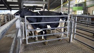 En aoûut, les abattages de vaches laitières ont augmenté de 3,5% en un an. En aoûut, les abattages de vaches laitières ont augmenté de 3,5% en un an.