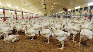 "La filière avicole française reste confrontée à des coûts de production élevés, notamment pour l’alimentation animale (+80 % en deux ans pour le poulet)", analyse le conseil spécialisé des viandes blanches de FranceAgriMer. "La filière avicole française reste confrontée à des coûts de production élevés, notamment pour l’alimentation animale (+80 % en deux ans pour le poulet)", analyse le conseil spécialisé des viandes blanches de FranceAgriMer.