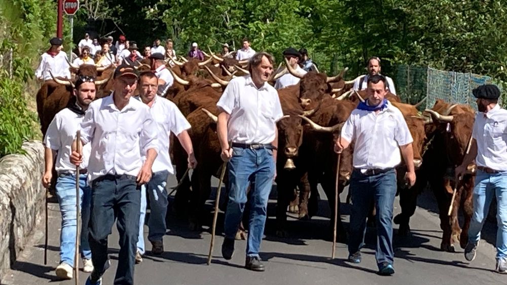 La famille Flagel a fait défilé quarante vaches salers.